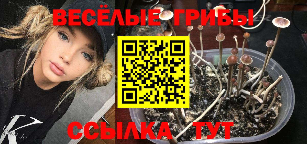 Галлюциногенные грибы Cubensis Карабулак